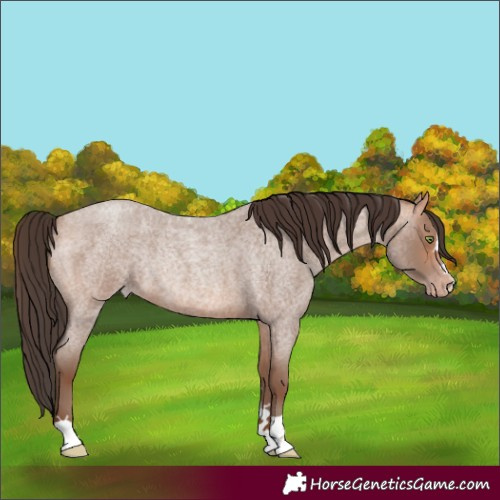 Horse Color:Amber Champagne Roan Rabicano 