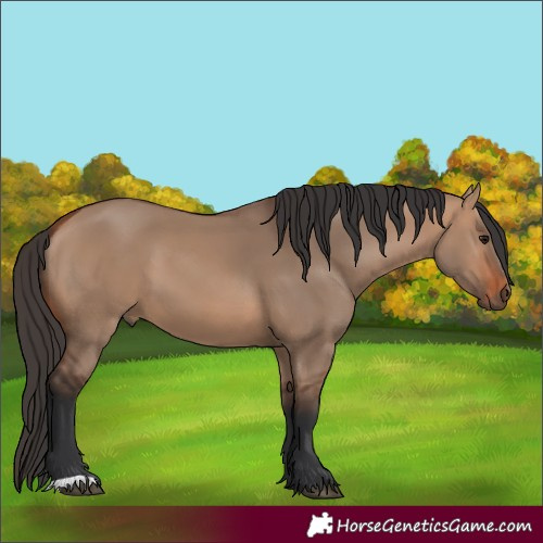 Horse Color:Bay Dun 