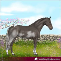 Horse Color:Silver Black Tobiano 