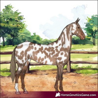 Horse Color:Liver Red Dun Near Leopard 