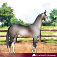 Horse Color:Gray Bay Sabino 
