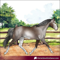 Horse Color:Gray Sable Champagne Sabino 