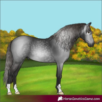 Horse Color:Gray Liver Chestnut 