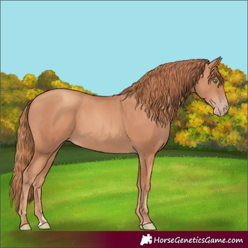 Horse Color:Gold Champagne 