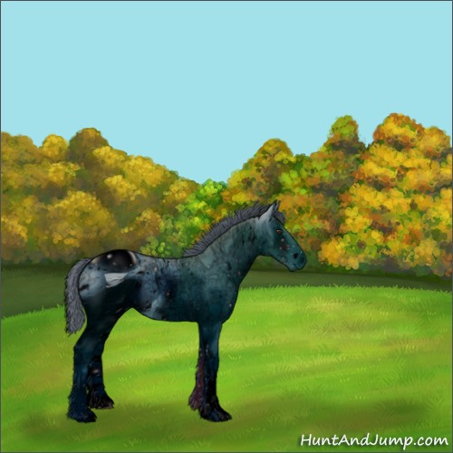 Horse Color:ERROR: UNKNOWN ANOMALY