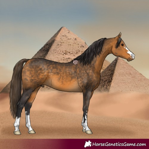 Horse Color:Buckskin 