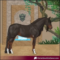 Horse Color:Liver Chestnut 