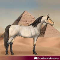 Horse Color:Buckskin Roan 