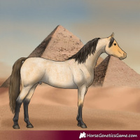 Horse Color:Buckskin Roan 