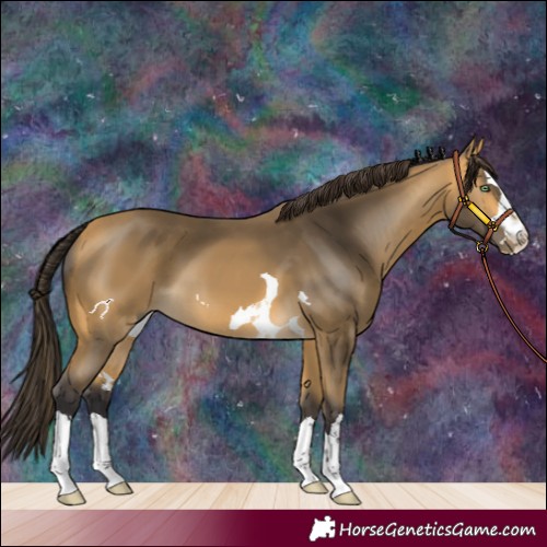 Horse Color:Buckskin 