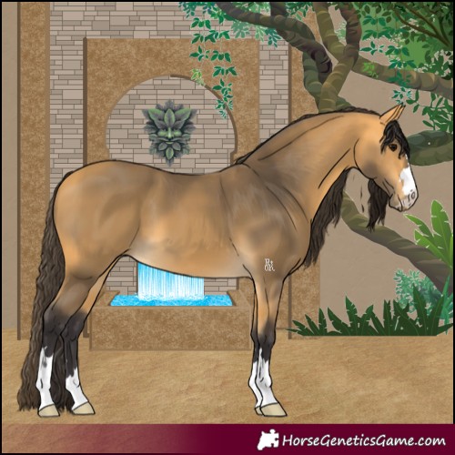 Horse Color:Buckskin 