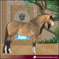 Horse Color:Buckskin