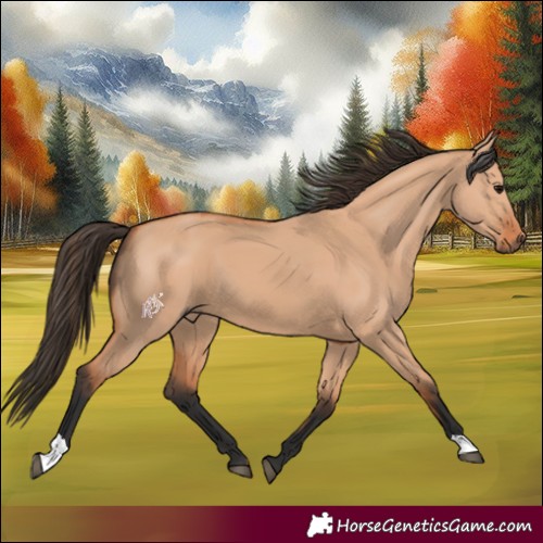 Horse Color:Bay Dun 