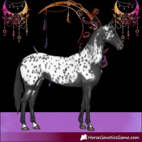 Horse Color:Black Near Leopard 