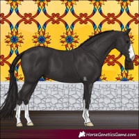 Horse Color:Smoky Black 