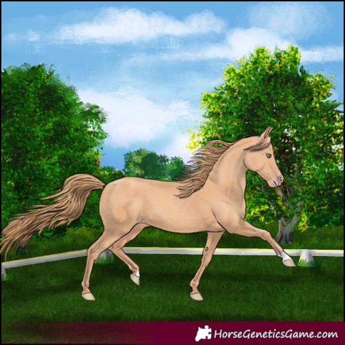 Horse Color:Gold Champagne 