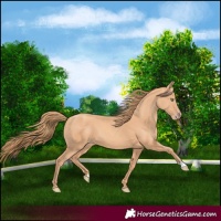 Horse Color:Gold Champagne