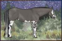 Horse Color:Grullo Sabino Splash  and Grullo Sabino Splash 