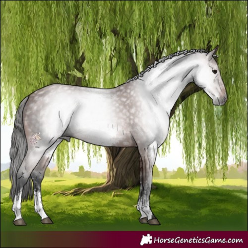 Horse Color:Gray Bay Sabino 