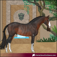 Horse Color:Brown Rabicano 