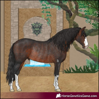 Horse Color:Brown Rabicano 