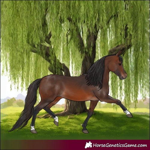 Horse Color:Brown 
