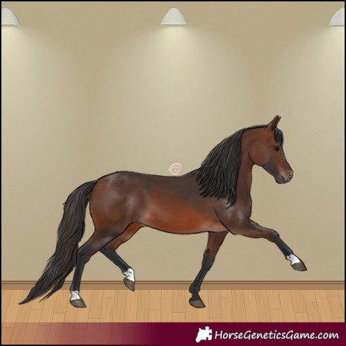 Horse Color:Brown 