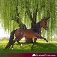 Horse Color:Brown 