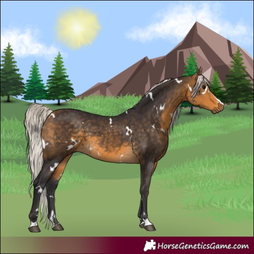 Horse Color:White Spotted Silver Buckskin