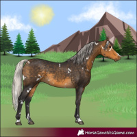 Horse Color:White Spotted Silver Buckskin 