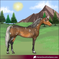 Horse Color:White Spotted Silver Buckskin