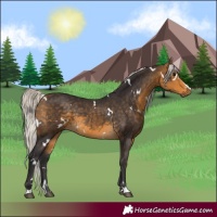 Horse Color:White Spotted Silver Buckskin 