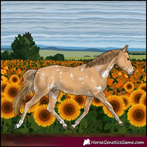 Horse Color:White Spotted Chestnut 