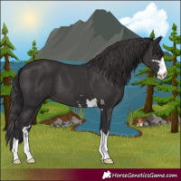 Horse Color:Smoky Black