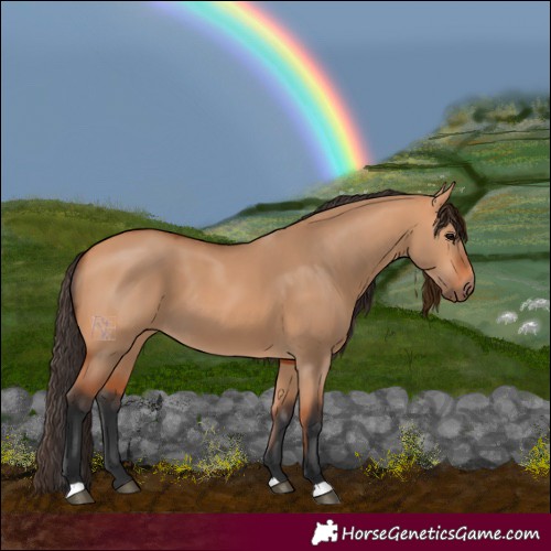 Horse Color:Bay Dun 