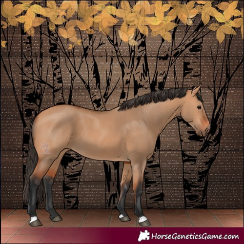 Horse Color:Bay Dun 