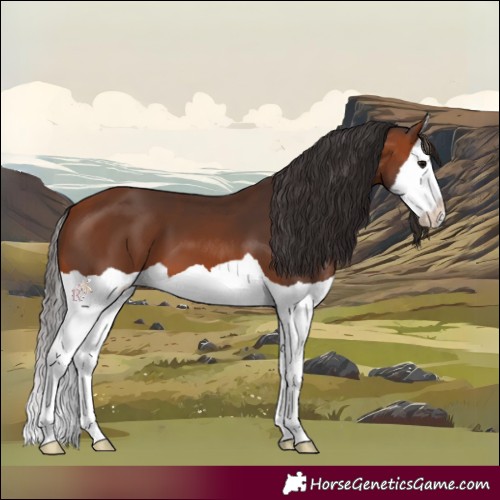 Horse Color:Bay Splash 