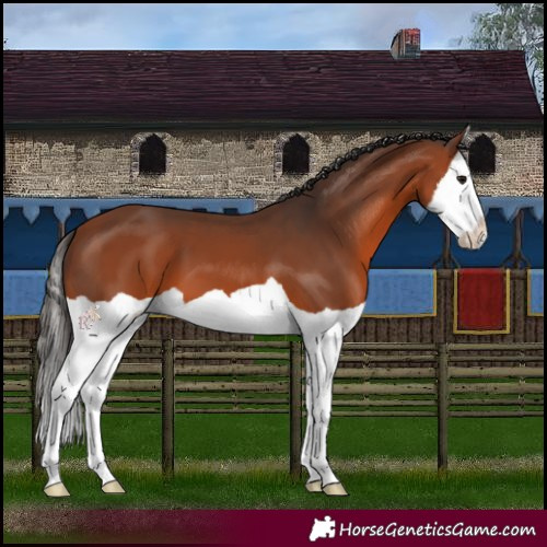 Horse Color:Bay Splash 