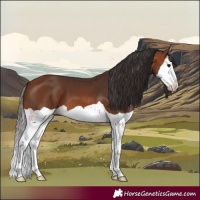 Horse Color:Bay Splash 
