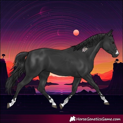 Horse Color:Black 