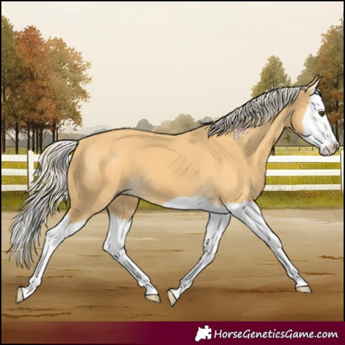 Horse Color:Palomino Splash 