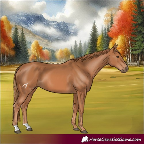 Horse Color:Chestnut 