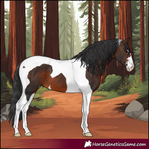 Horse Color:Brown Tobiano 