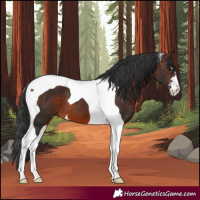 Horse Color:Brown Tobiano 