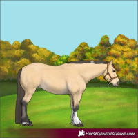 Horse Color:Buckskin Tobiano