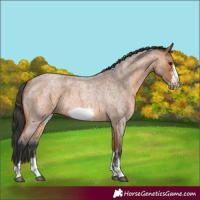 Horse Color:Bay Roan Sabino Frame 
