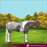 Horse Color:Silver Smoky Black Tobiano