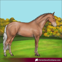 Horse Color:Silver Brown Pearl Sabino Rabicano 