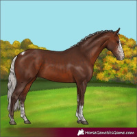Horse Color:Silver Brown Sabino Tobiano Rabicano 