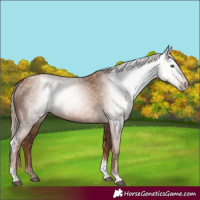 Horse Color:Gray Liver Chestnut Pearl Tobiano Rabicano